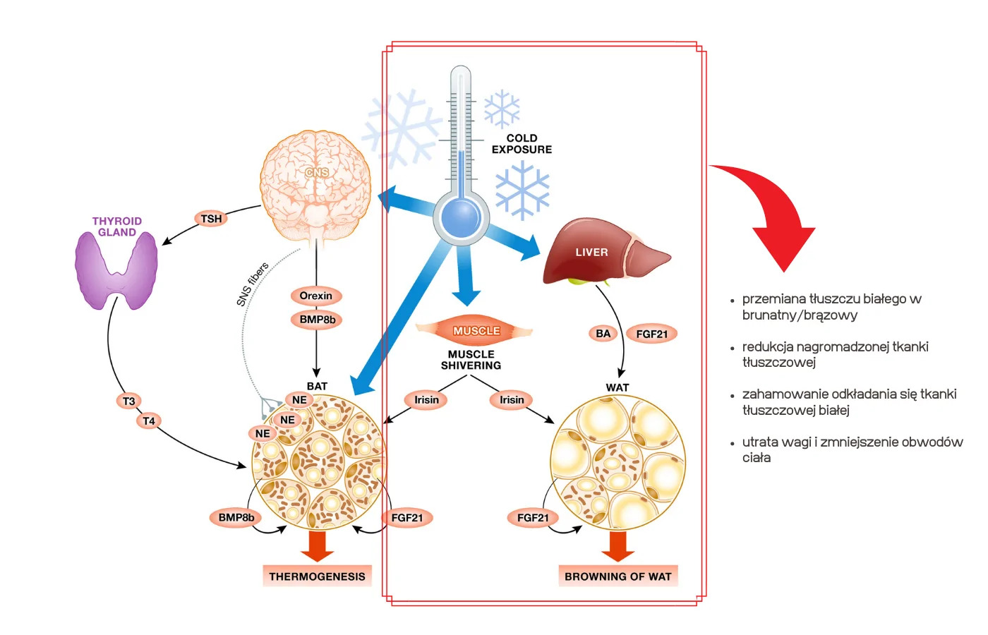 Jak działa Tc cryo - schemat